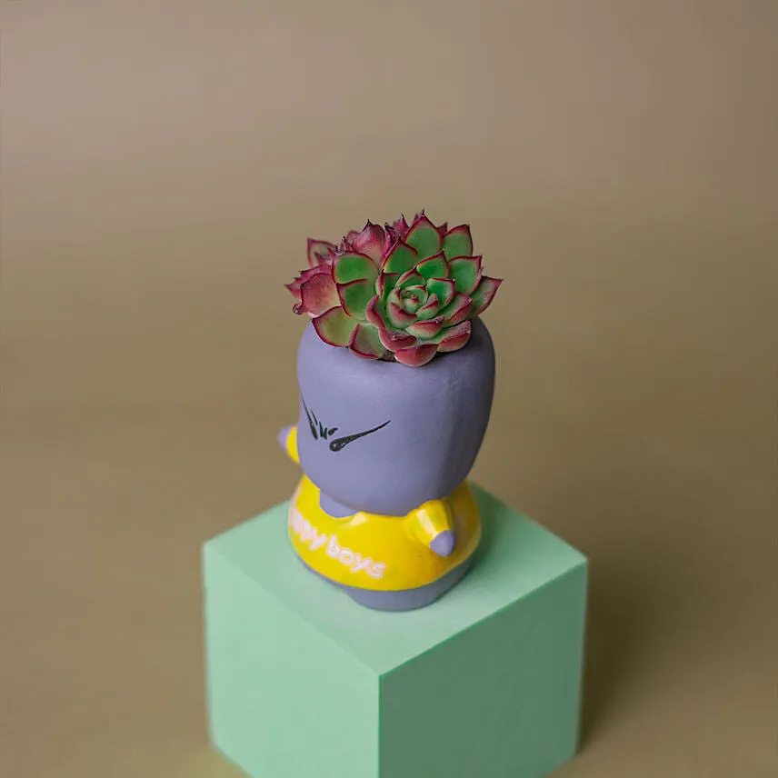Echeveria Succulent Quirky Boy Pot