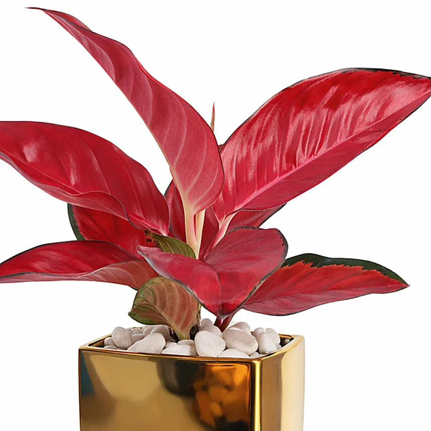 Aglonema Maria in Pink Planter