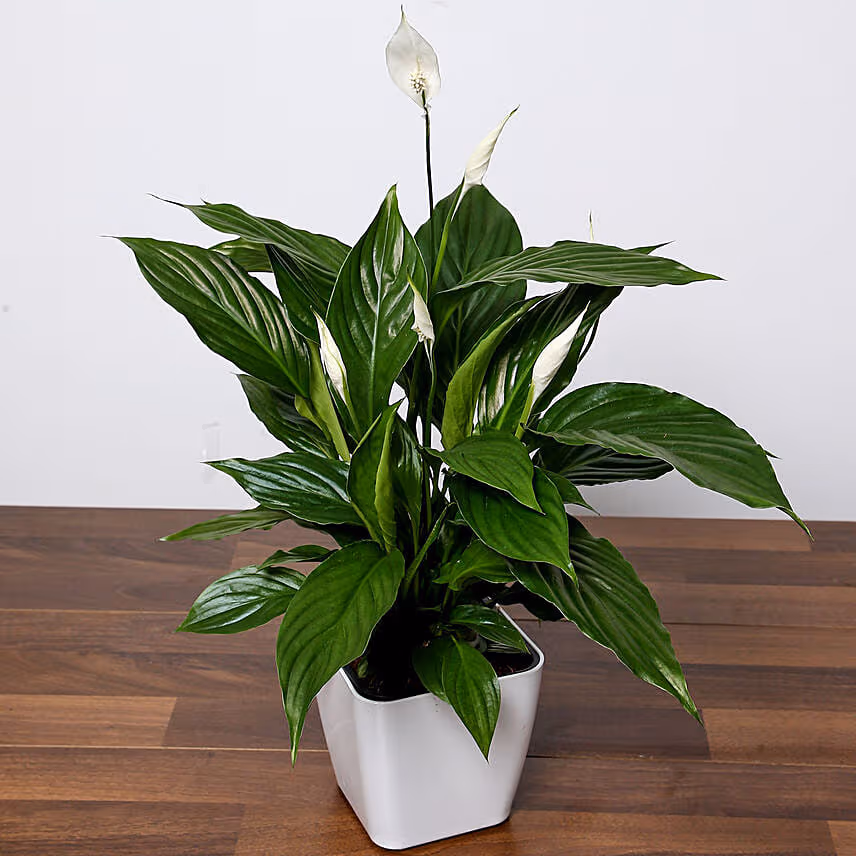 Lily Plant with Ferrero Rocher