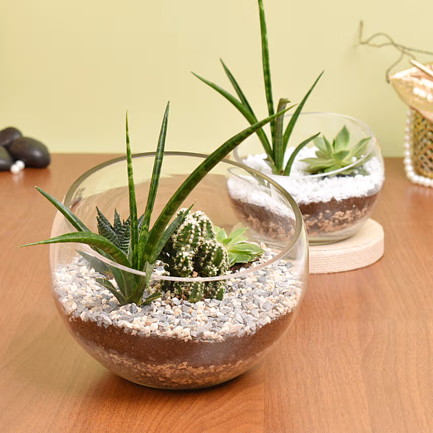 Set of 2 Terrarium