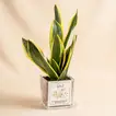 Father's Day Special: Evergreen Sansevieria with Elegant Glass Vase