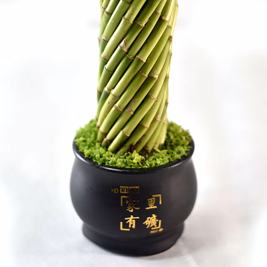Bamboo Plant In Cute Black Pot