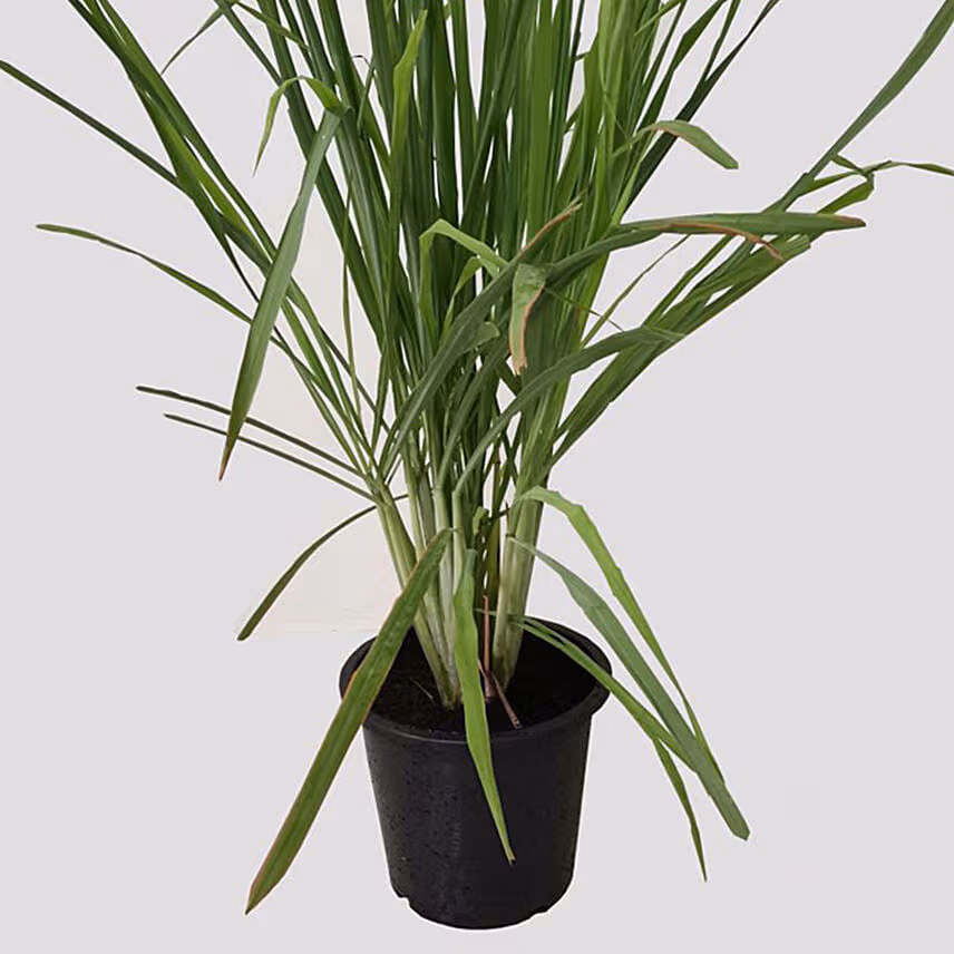 Cymbopogon Plant Pot