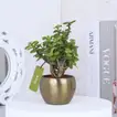 Elegant Jade Plant in Luxurious Gold Tone Metal Pot - Perfect for Home or Office Decor