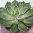 Elegant Echeveria Plant in a Decorative Square Glass Jar