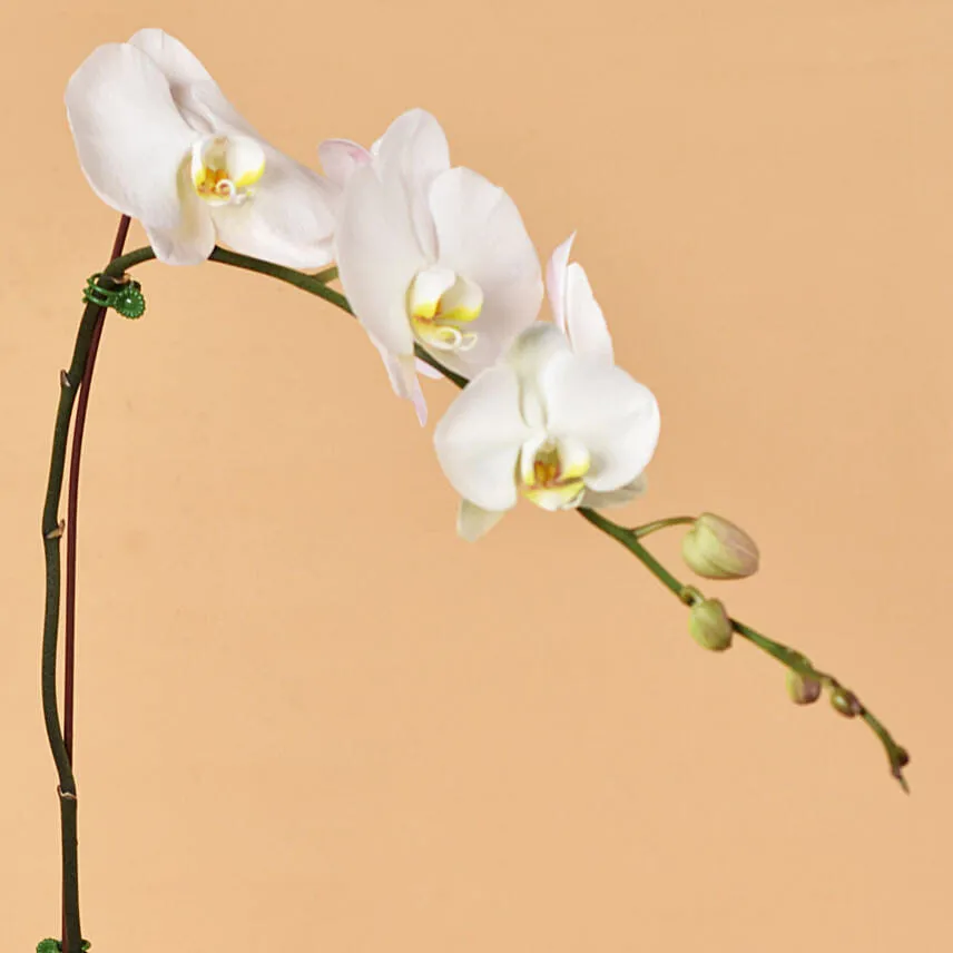White Orchid Single Stem For Valentine
