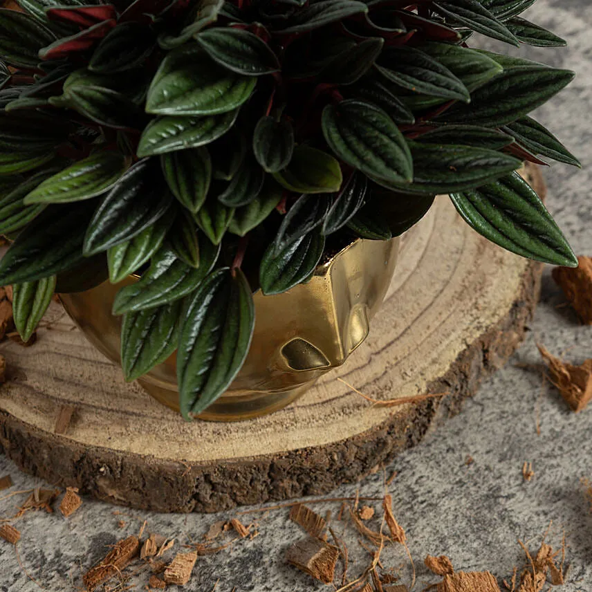Natures Beauty Peperomia Caperata Plant