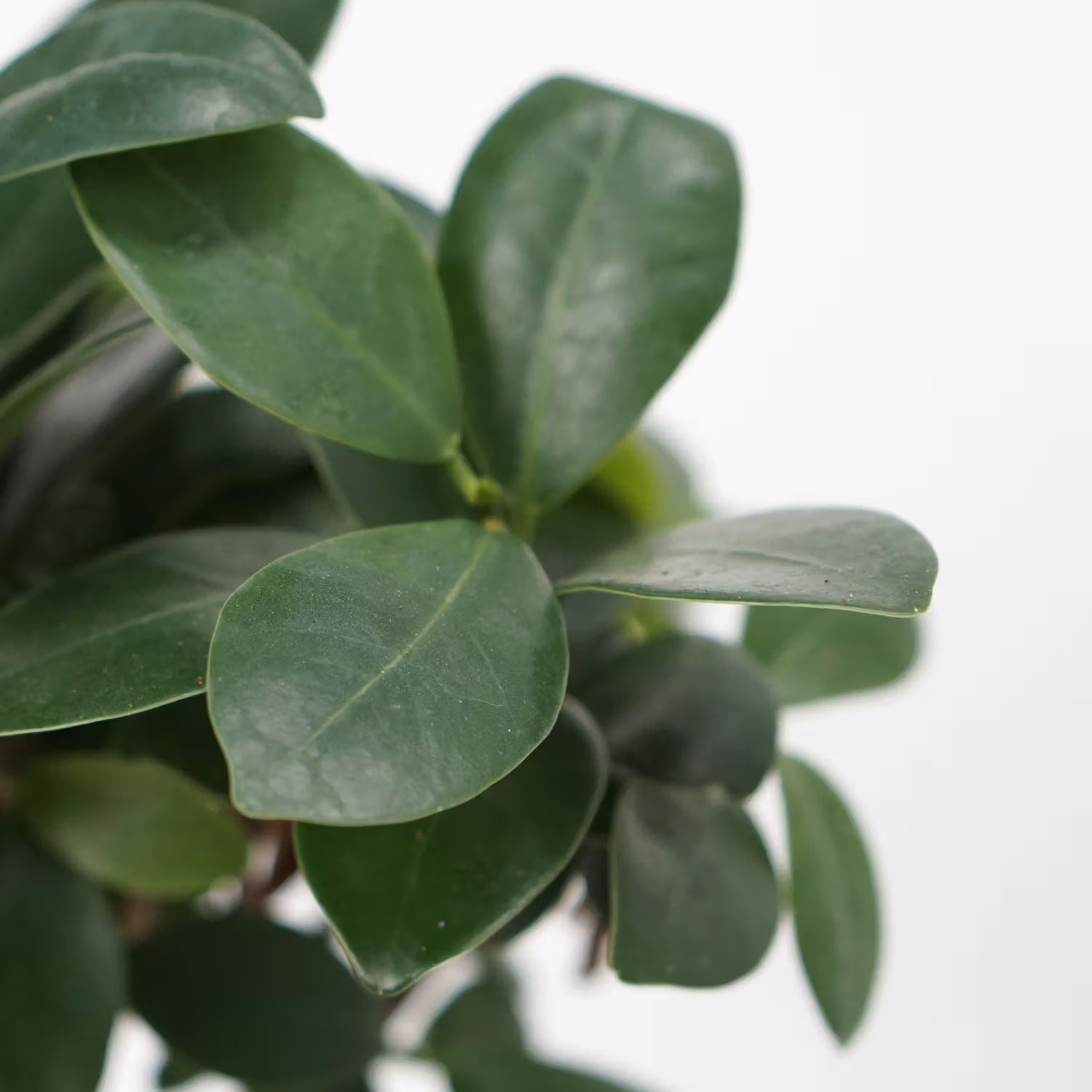Fiscus Micro Carpa Gingseng Plant Grey Pot