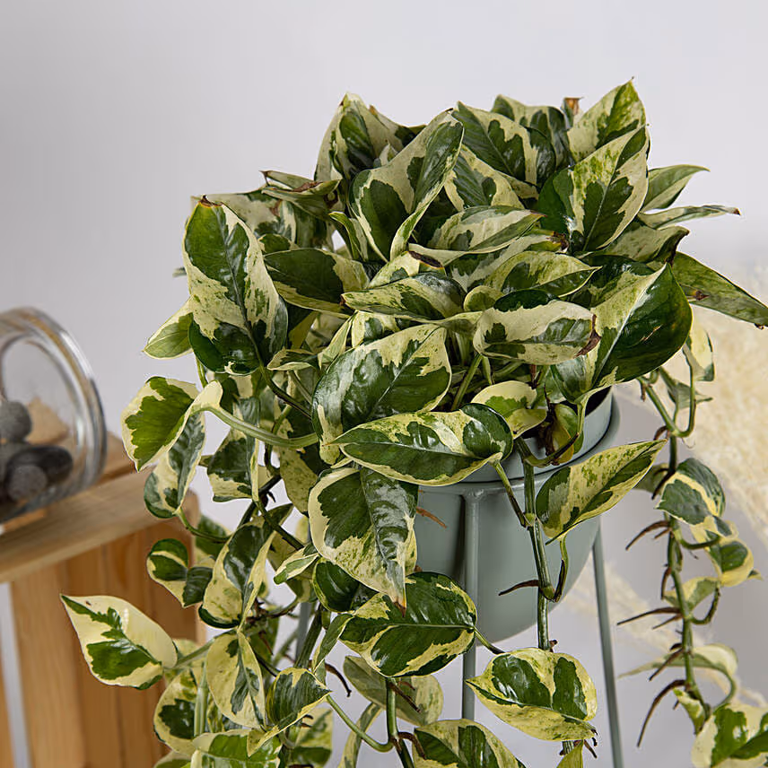 Joy Pothos in a Premium Stand
