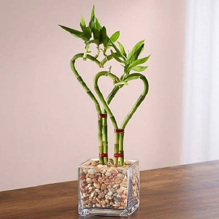 Double Heart Shaped Bamboo