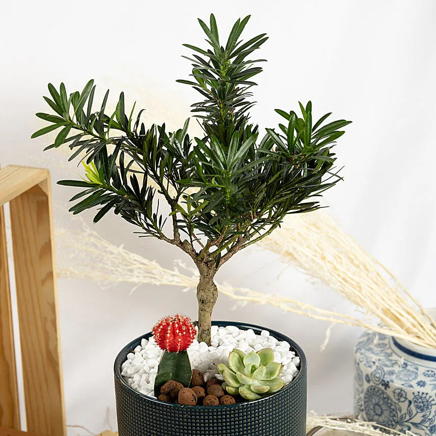Buddhist Pine Bonsai Garden