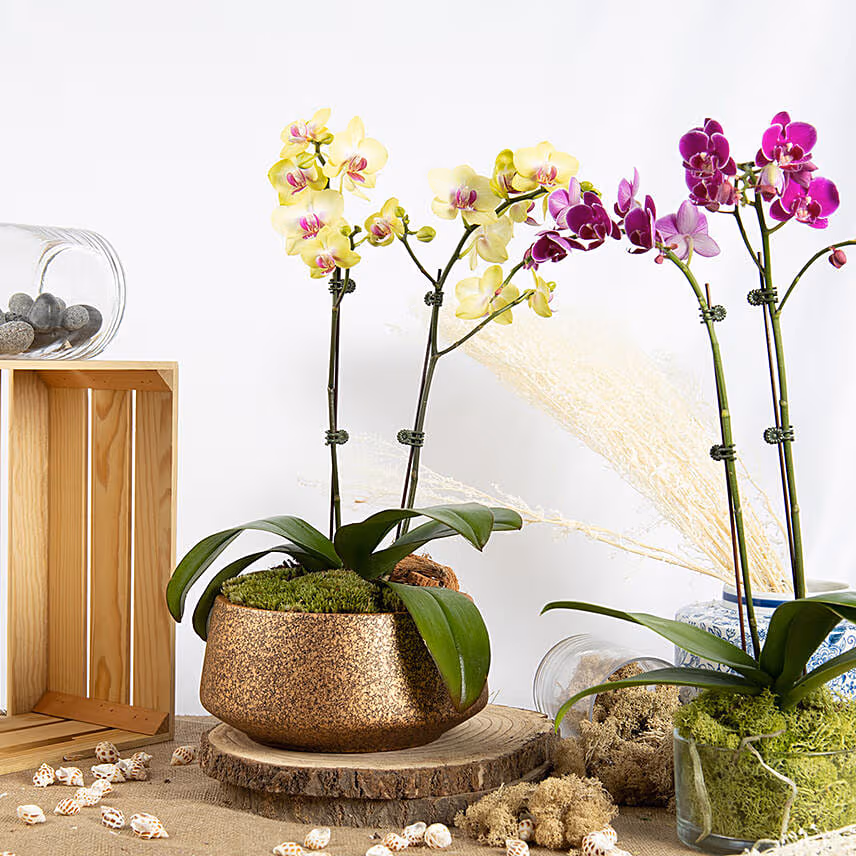 Yellow and Purple Phalaenopsis Duo