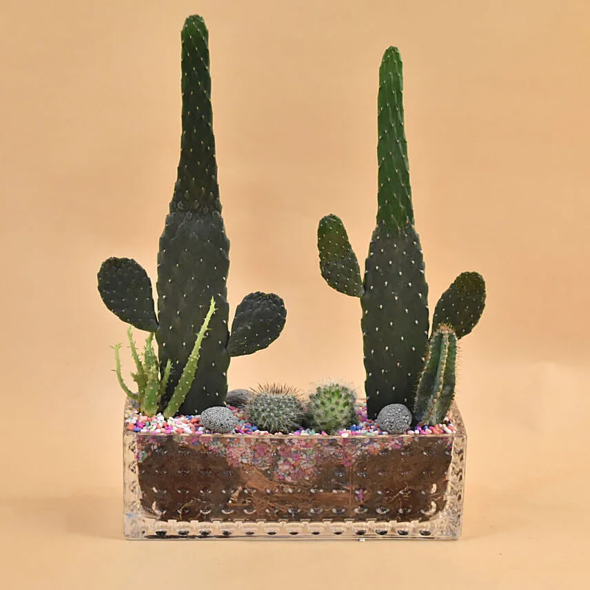 Succulents Rectangular Terrarium