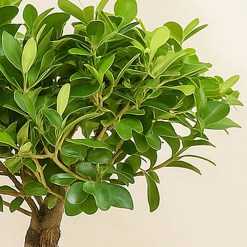 Bonsai Plant In a Green Pot
