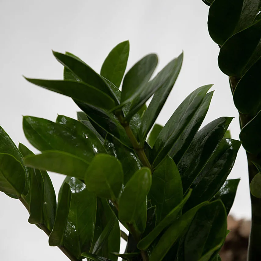 Air Purifying ZZ Plant