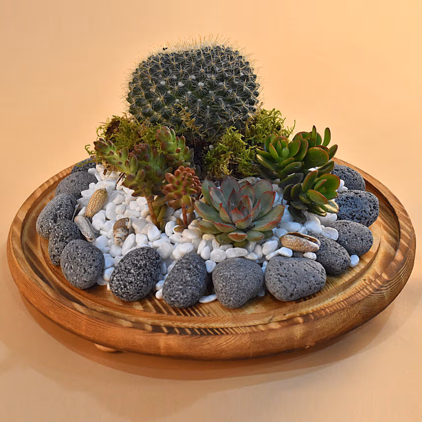 Succulent Plants Dome Glass Terrarium