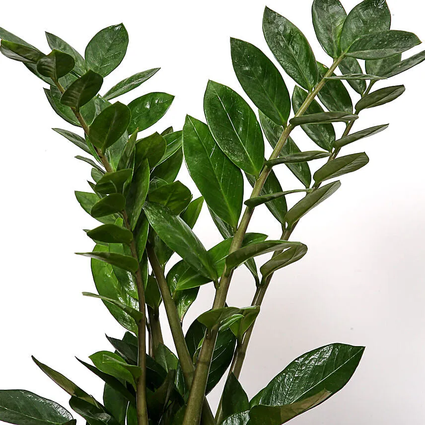 Green Zamia Plant
