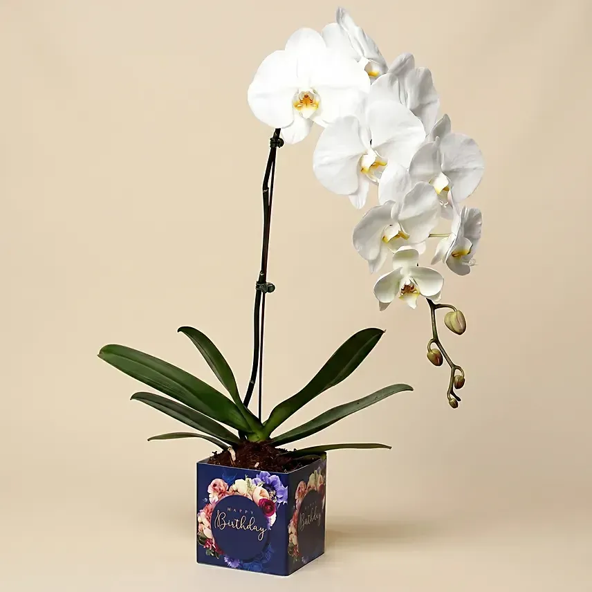 White Phalaenopsis Plant For Birthday