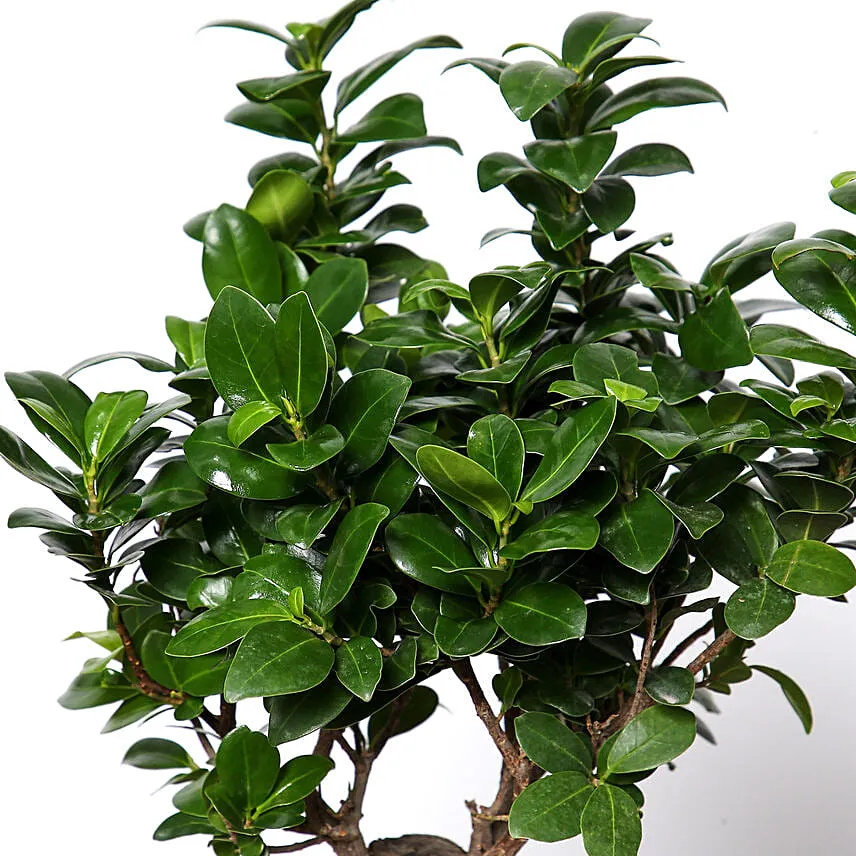 Handcrafted Solid Buddha Decorative Showpiece With Bonsai Plant