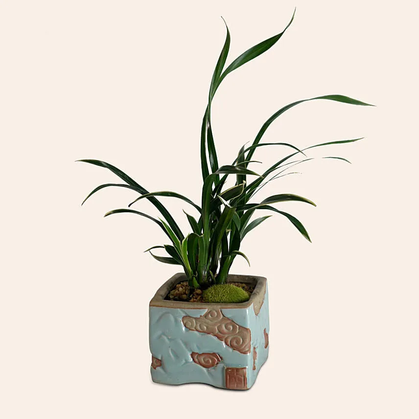 Spider Plant