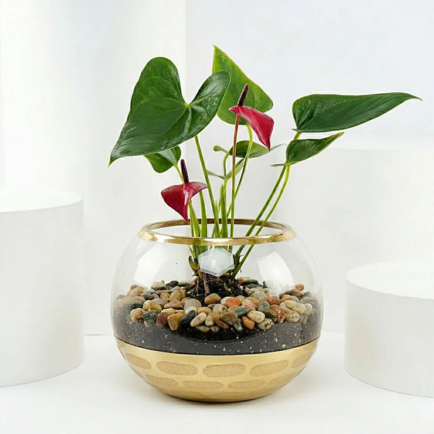 Red Anthurium Plant in Gold Pot