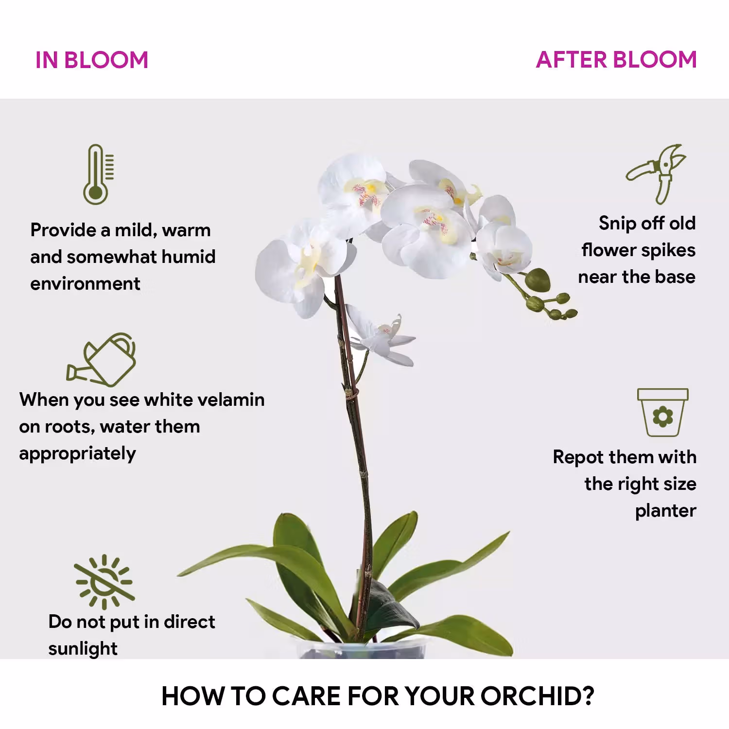 Elegant White Orchid in Stylish Glass Vase - Perfect for Home Décor