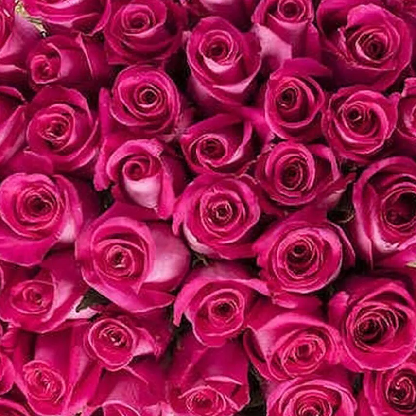 50 Hot Pink Roses