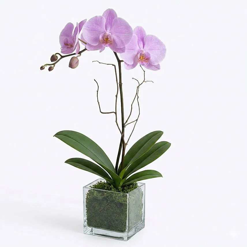 Purple Orchid Plant in Pot