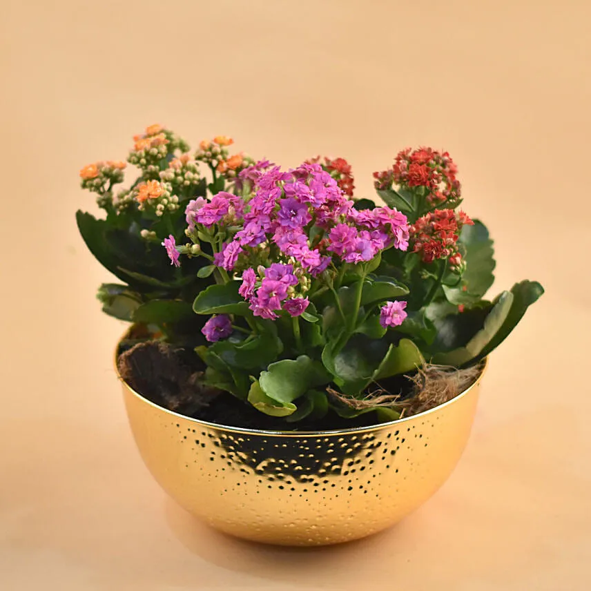 Colourful Kalanchoe Plants Pot
