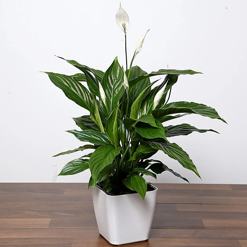 Attractive Peace Lily Plant with Cake
