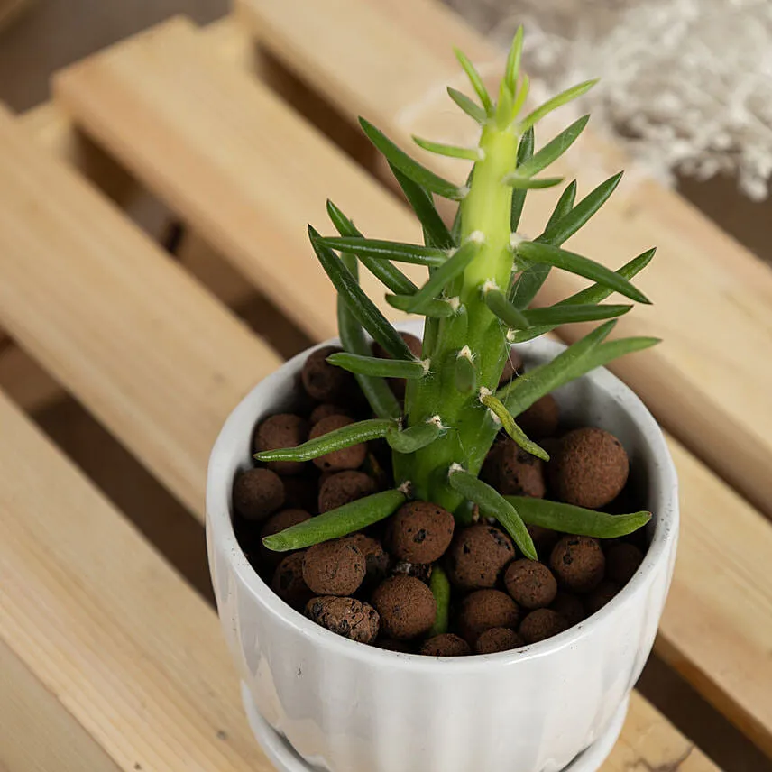 Set of 3 Small Cactuses