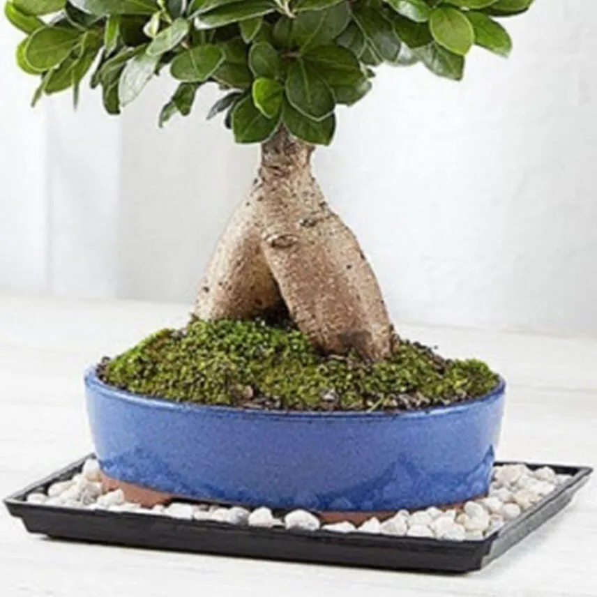 Ginseng Grafted Ficus