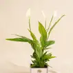 Heartfelt Peace Lily Gift for Dad
