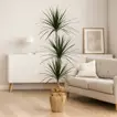 Elegant Indoor Dracaena Marginata Plant in Eco-Friendly Jute Wrapped Pot