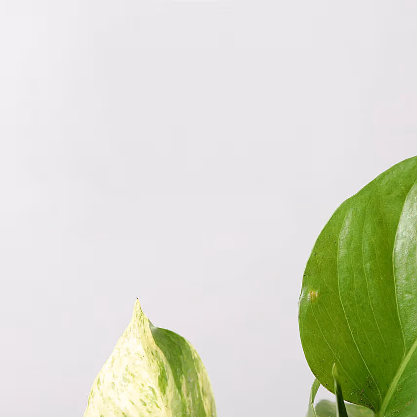 Fruit Cake With Money Plant