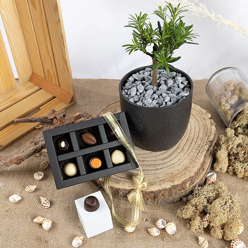 Pine Bonsai and Chocolates Combo
