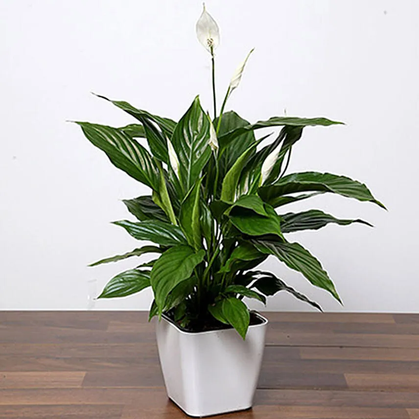 Lily Plant With Personalised Magic Mug