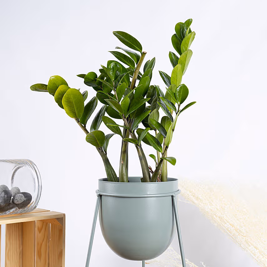 ZZ Plant Stand