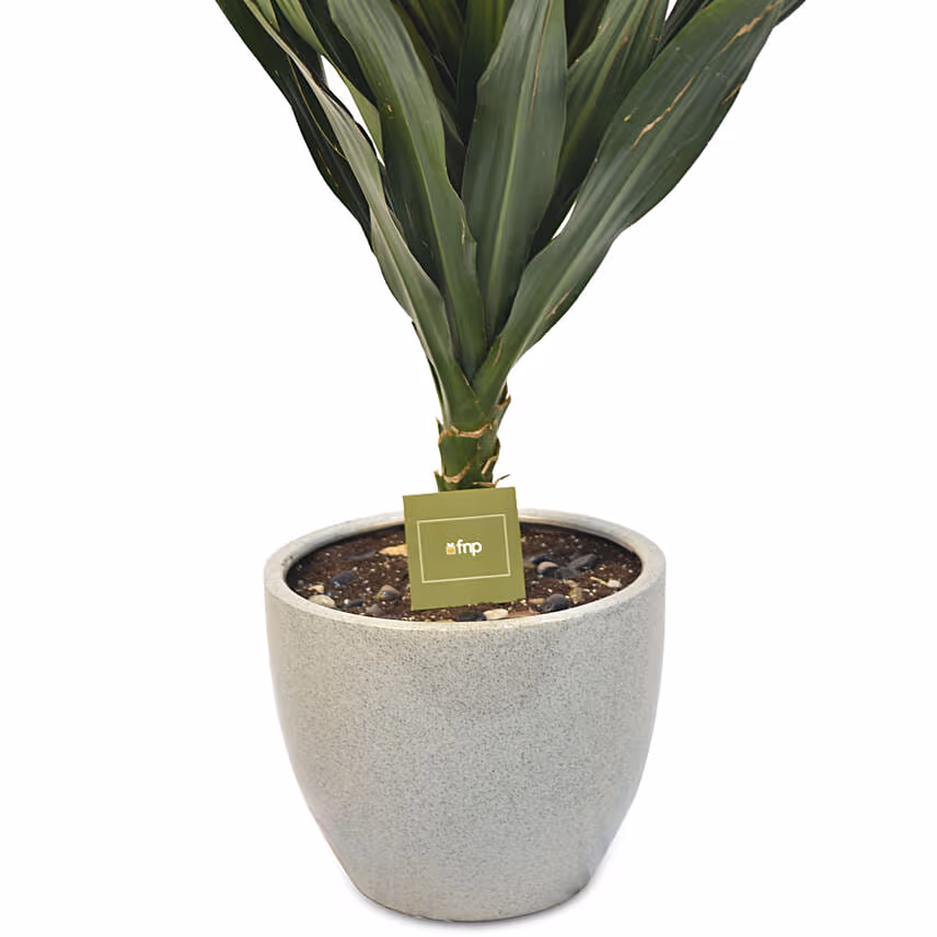 Dracaena Plant In Round Pot