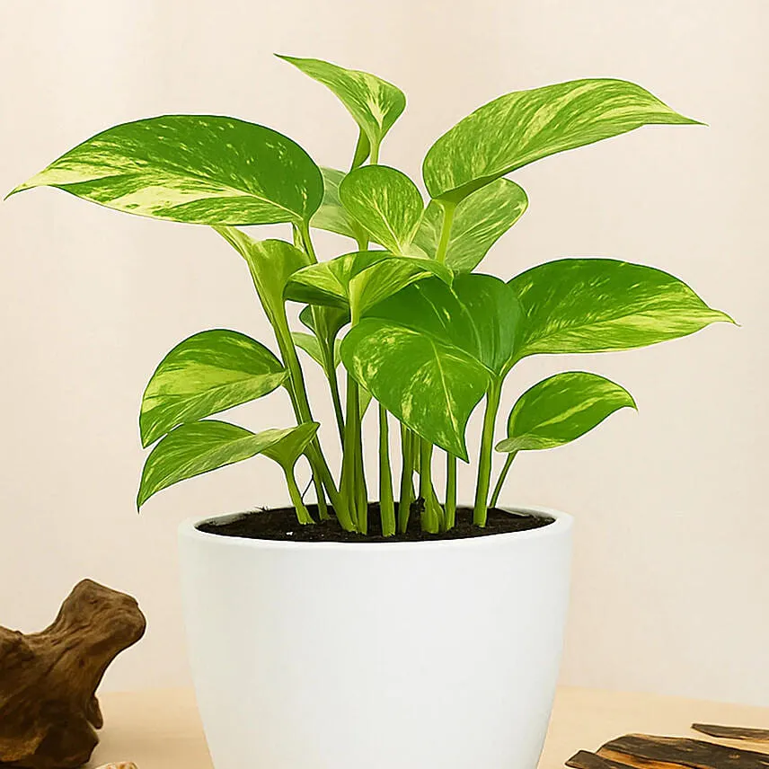 Money Plant in Deisgner Pot