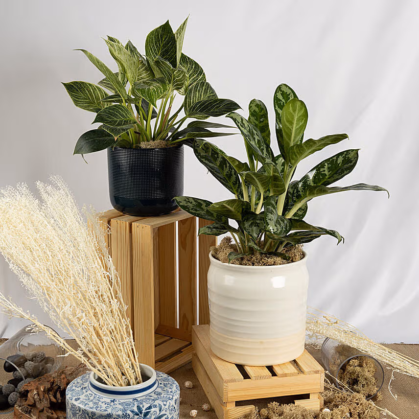 Set of Aglaonema and Philodendron Plant