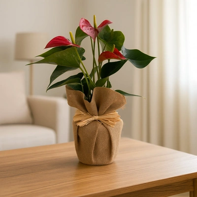 Elegant Jute Potted Anthurium Red Plant - Perfect for Home Decor