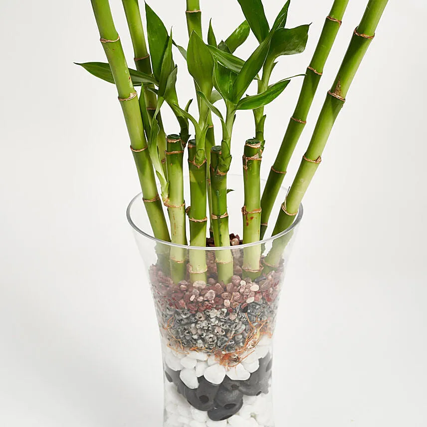 9 Lucky Bamboo for Great Luck