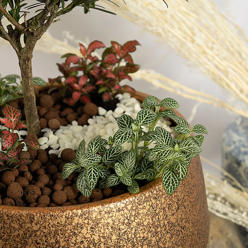 Pine Bonsai Dish Garden
