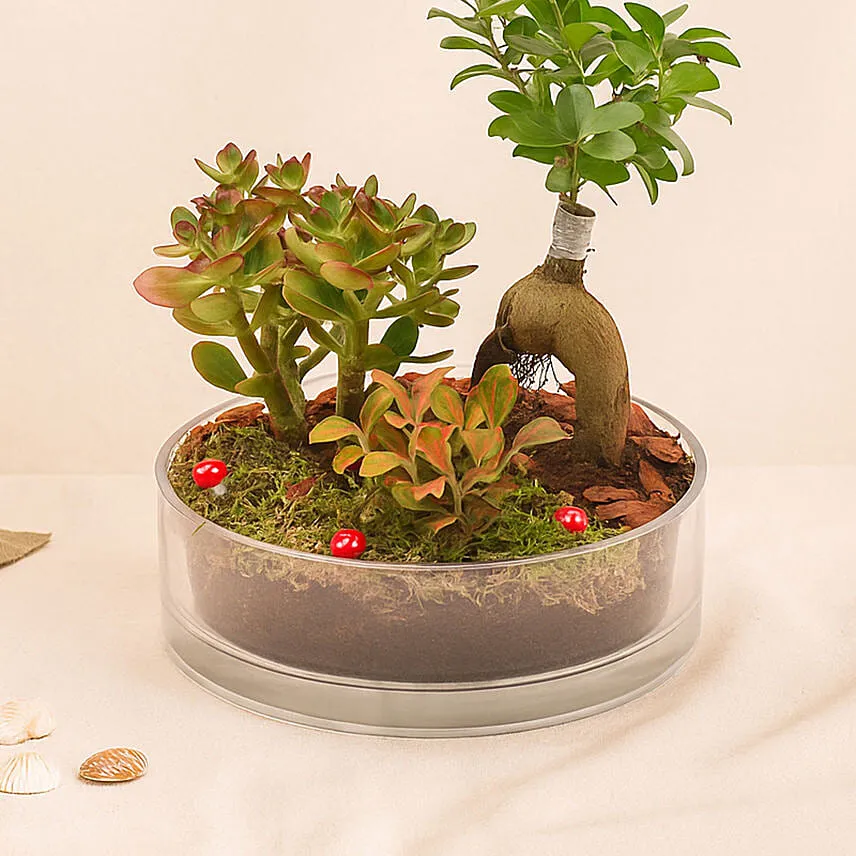 House Warming Plants in Glass Dish