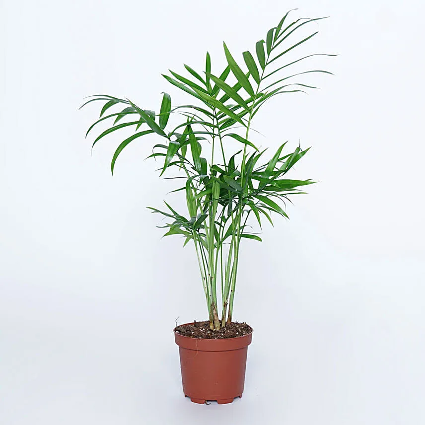 Airpurifying and Indoor Greens Combo