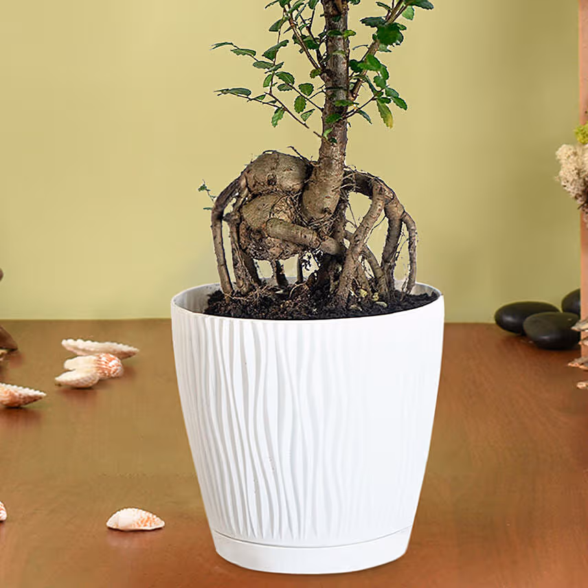 Chinese Elm Bonsai