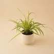 Chlorophytum or Spider Plant