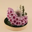 Chrysanthemums Crescent with Premium Dates