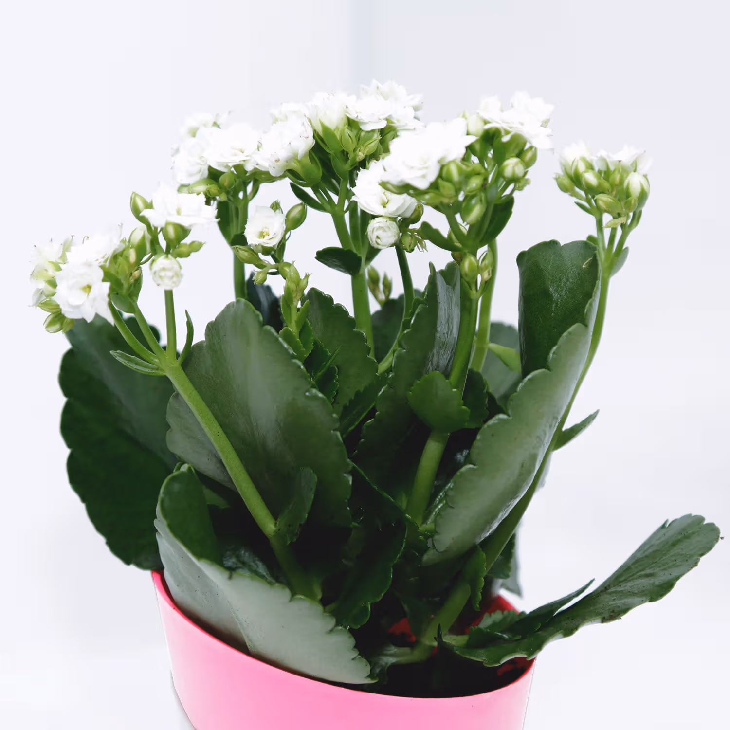 Elegant Kalanchoe Plant in Stylish Conical Pot - Perfect for Indoor & Outdoor Decor